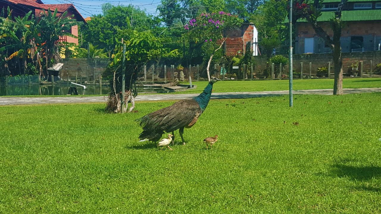 Florianópolis Pousada Pavao Branco מראה חיצוני תמונה