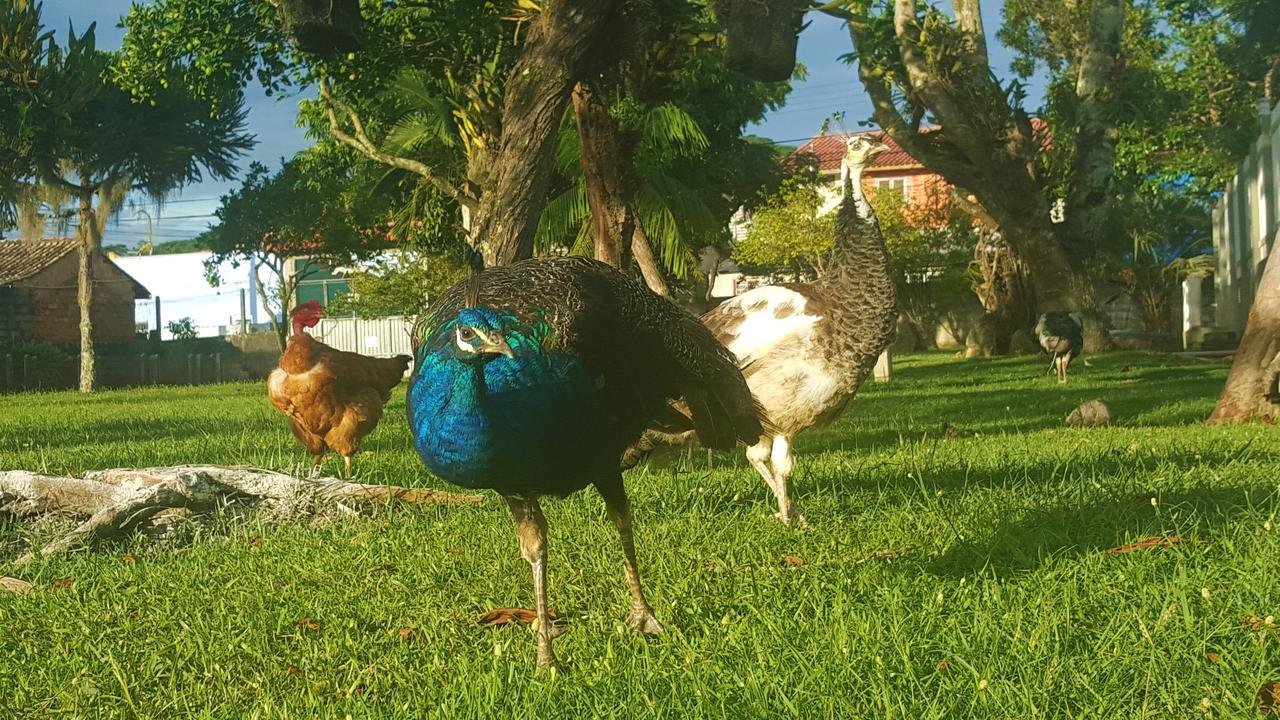 Florianópolis Pousada Pavao Branco מראה חיצוני תמונה