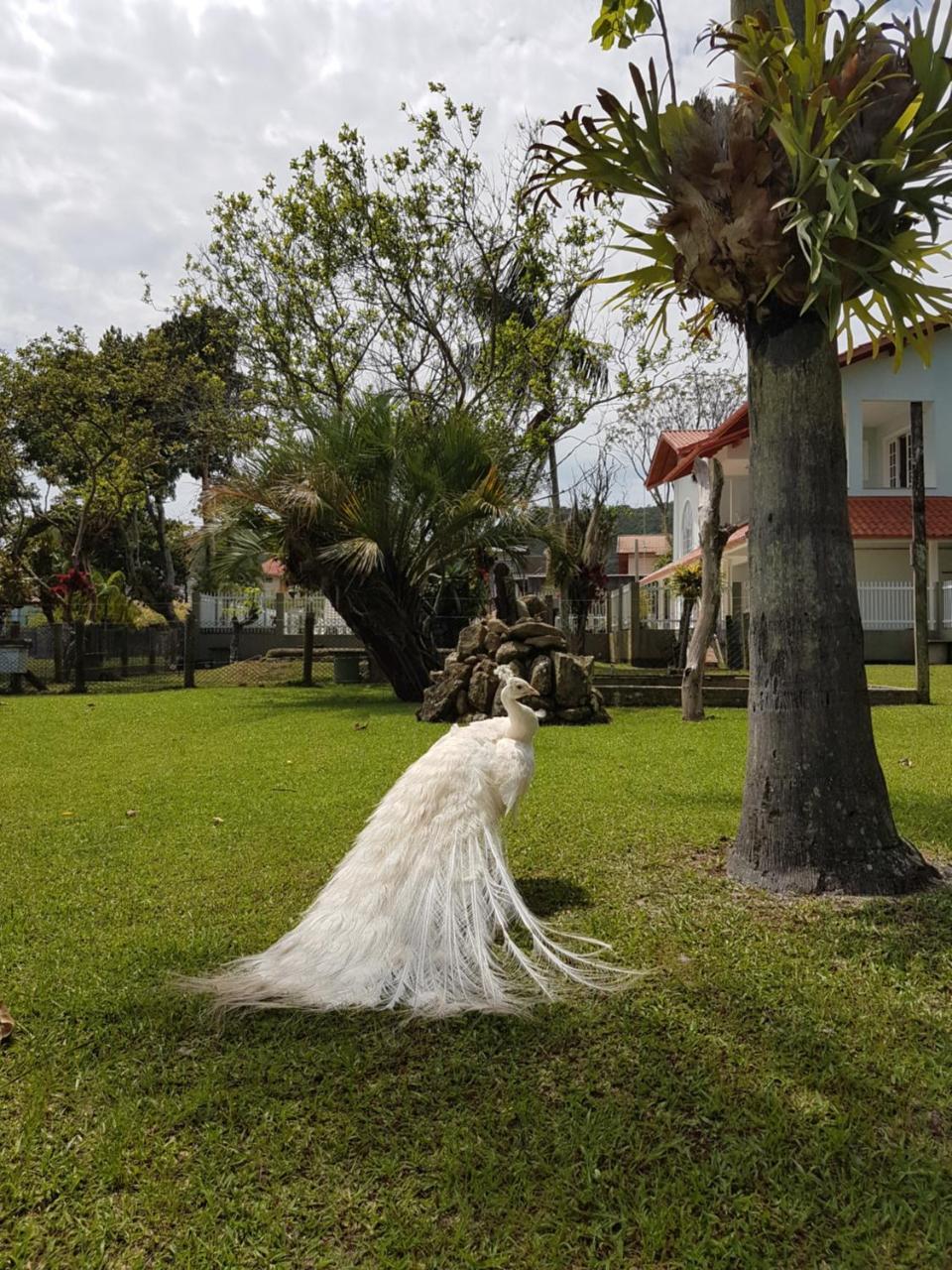 Florianópolis Pousada Pavao Branco מראה חיצוני תמונה