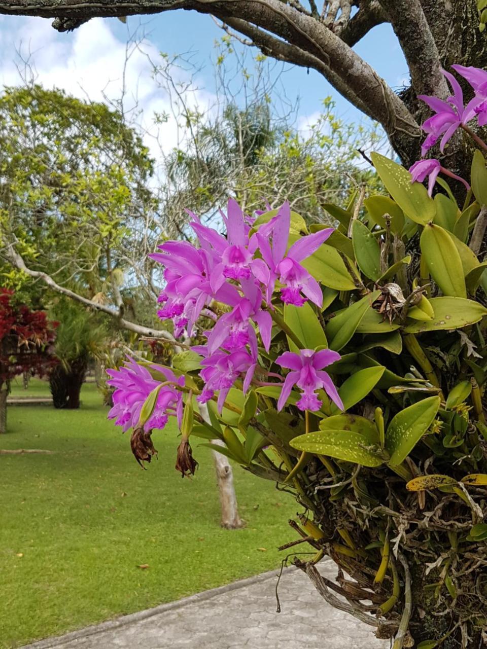 Florianópolis Pousada Pavao Branco מראה חיצוני תמונה